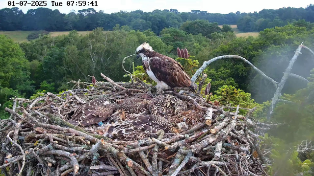 A large bird of prey, possibly an osprey, stands on the edge of a nest built with numerous sticks. The nest contains several young chicks covered in brown and white down. The osprey has a white head with a dark eye stripe and is looking downward. There are green trees and a forested landscape in the background, with a blue sky and some cloud cover. The image is timestamped with the date "01-07-2025" and the time "07:59:41".