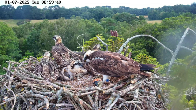 A close-up of an osprey nest on a tree branch, containing four osprey chicks and one adult osprey. The adult appears to be feeding or interacting with one of the chicks. The background shows a lush, green landscape with trees and rolling hills under a cloudy sky. The timestamp at the top indicates the date as January 7, 2025, and the time as 08:59:40.