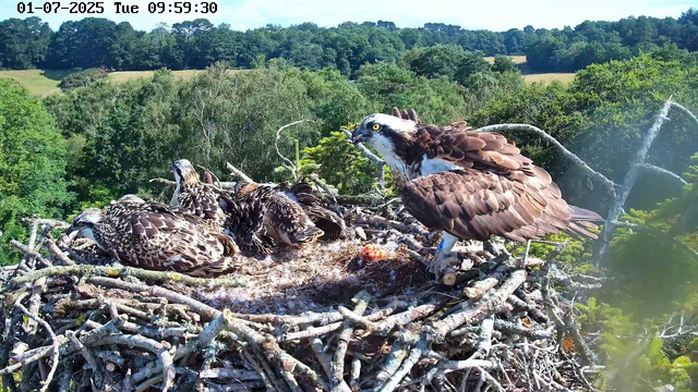 An osprey family is sitting in a large nest made of sticks, perched high in a tree. The adult osprey is standing on the edge of the nest, looking alert and holding a small prey in its beak. Three juvenile ospreys are resting nearby, with their heads turned in various directions. The background shows a lush, green landscape with trees and rolling hills under a clear blue sky. The timestamp indicates the date as January 7, 2025, and the time as 09:59:30.