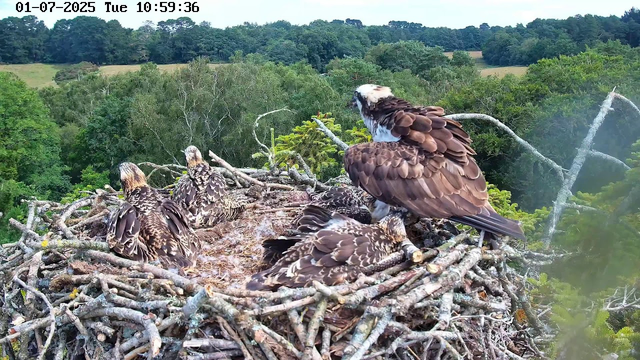 A group of four raptors, including one adult and three fledglings, sit in a large nest made of sticks atop a tree. The adult bird is perched on the right side, with brown and white feathers and a prominent white patch on its head, gazing to the right. The three young birds are resting in the nest, with their heads turned in various directions. The nest is surrounded by lush green foliage and outdoor landscape, with a distant tree line and rolling fields visible in the background. The timestamp in the top left corner indicates the date as January 7, 2025, and the time as 10:59:36.