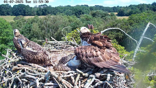 A family of three ospreys in their nest high above a lush green forest, with trees stretching to the horizon on a clear day. One adult ospreys is sitting on the nest, partially covered by its wings, while the other adult is standing, patting down the nest with its beak. A chick is lying in the nest, partially obscured by the adult, with a background of dense foliage and blue sky. The image is time-stamped "01-07-2025 Tuesday 11:59:30".