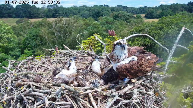 An adult osprey and its four chicks sit in a large nest made of sticks, high above a green forest. The adult osprey is looking to the right, while the chicks are nestled closely, some looking in different directions. The background shows a lush, treetops stretching to the horizon under a partly cloudy sky. The top left of the image displays the date, time, and day of the week.