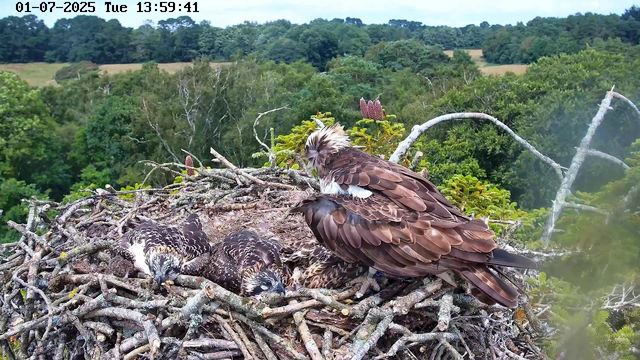 An adult bird of prey, likely an osprey, sits on the edge of a large nest made of sticks. The bird has brown and white feathers, with a distinctive white head and dark eye markings. Inside the nest, two smaller, downy birds are resting, with black and white striped patterns on their feathers. In the background, there is a lush green forest and a hilly landscape under a bright sky. The image is timestamped "01-07-2025 Tue 13:59:41" at the top left corner.