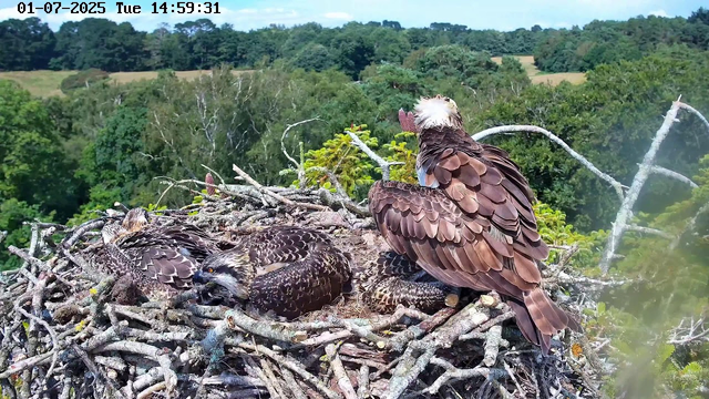 An adult bird of prey, likely a hawk or an eagle, stands on the edge of a large nest made of twigs and branches, with three younger chicks lying beside it. The adult bird is looking to the right, displaying brown and white feathers on its head and dark brown feathers on its wings and body. The chicks are covered in dark brown and white speckled feathers and are resting with their eyes closed. In the background, there is a lush green landscape with trees and rolling hills under a partly cloudy sky. The top of the image shows a timestamp indicating the date and time as July 1, 2025, at 14:59:31.