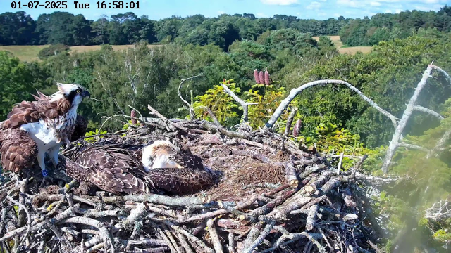 An osprey nest made of sticks is positioned high above a green forested landscape. Inside the nest, two adult ospreys rest; one is sitting with its head tucked, and the other is standing with a sharp, watchful gaze. The standing osprey has distinctive white and brown plumage, a yellow eye, and a dark stripe across its face. The background shows a clear blue sky and lush trees extending into the distance. The date and time displayed on the image are January 7, 2025, at 4:58 PM.