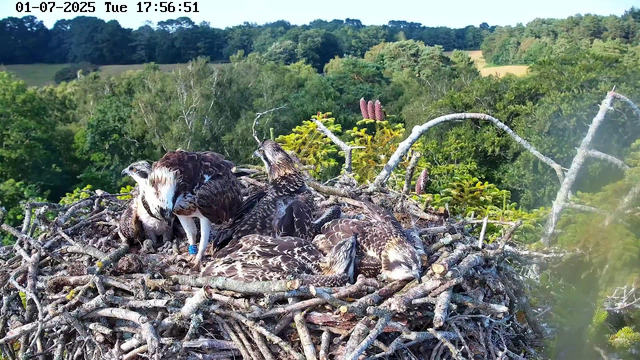 A large bird of prey, possibly an osprey, is standing in a nest made of sticks, with several chicks lying nearby. The adult osprey is looking down at the chicks, who are nestled together. The nest is high in a tree with lush green foliage and distant rolling hills in the background, under a clear sky. The image is timestamped "01-07-2025 Tuesday 17:56:51" in the top left corner.
