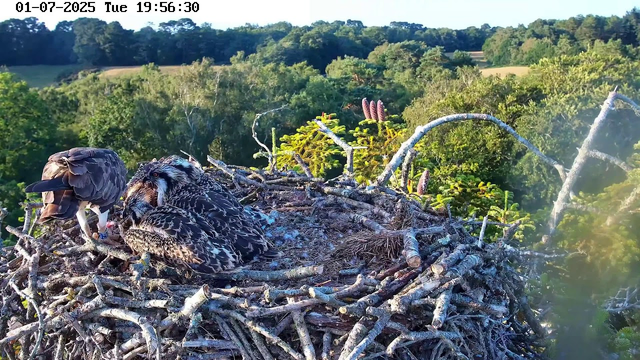 A large bird's nest made of twigs and branches sits atop a tree, with several young birds, likely raptors, resting inside. One adult bird is perched on the edge of the nest, leaning over the chicks. The background shows a lush, green landscape with rolling hills and dense trees under a clear sky. The image is timestamped "01-07-2025 Tuesday 19:56:30" in the upper left corner.
