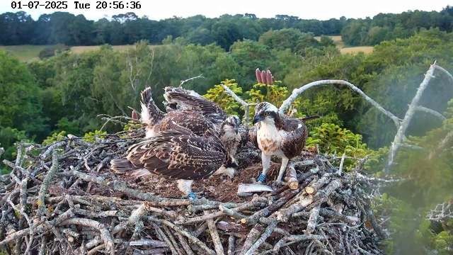 Three juvenile ospreys are perched in a large nest made of sticks, situated high in a tree. They are surrounded by lush green foliage, with a dense forest and rolling hills in the background. The ospreys have brown and white feathers, and some are wearing identification bands on their legs. One osprey appears to be calling out or communicating with the others. The scene is set during the early evening, as indicated by the timestamp.