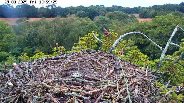 A bird's nest made of twigs and branches sits on a tree, surrounded by lush green foliage and distant hills under a clear sky. The timestamp on the image shows the date as August 29, 2025, and the time as 13:59:25 on a Friday.