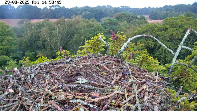 A large bird's nest made of twigs and branches is situated high in a tree, overlooking a dense forest with various green trees and rolling hills in the background. The image has a timestamp at the top left corner, indicating the date as August 29, 2025, and the time as 14:58:49.