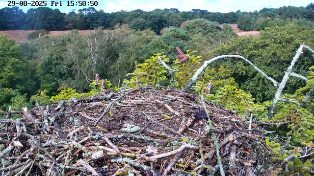 The image shows a bird's nest made of twigs and branches, situated high in a tree. Surrounding the nest are green pine branches and needles. In the background, there is a dense forest with various trees, and a landscape of rolling hills extending into the distance. The top left corner displays a timestamp with the date "29-08-2025" and the time "15:58:50," along with the day "Fri."