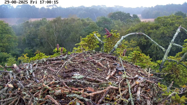A bird's nest made of intertwined twigs and small branches sits high in the treetops. Raindrops are falling steadily from a cloudy sky, creating a misty atmosphere amid lush green foliage in the background. The scene appears to be captured from a webcam on a rainy day.