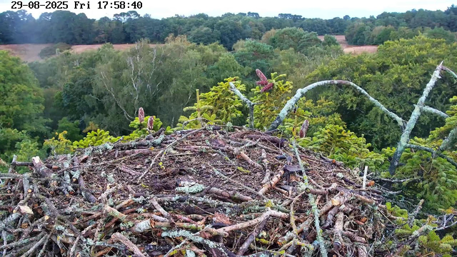 A bird's nest made of sticks and moss is situated high in a tree, with green foliage and a dense forest in the background. The image shows a view from a webcam, with the date and time displayed at the top left corner. The scene appears to be during the late afternoon or early evening, with lush greenery surrounding the nest.
