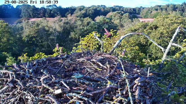 A bird's nest is built on top of a tree, surrounded by green foliage. In the background, there is a dense forest with various shades of green trees extending into the distance. The sky is clear with a hint of blue. There is a timestamp at the top left corner showing the date "29-08-2025" and the time "18:58:39".