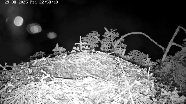 A close-up view of a bird's nest made of twigs and branches, covered in frost or snow, with small plants or branches behind it. The scene is captured at night, with bokeh lights visible in the dark background.