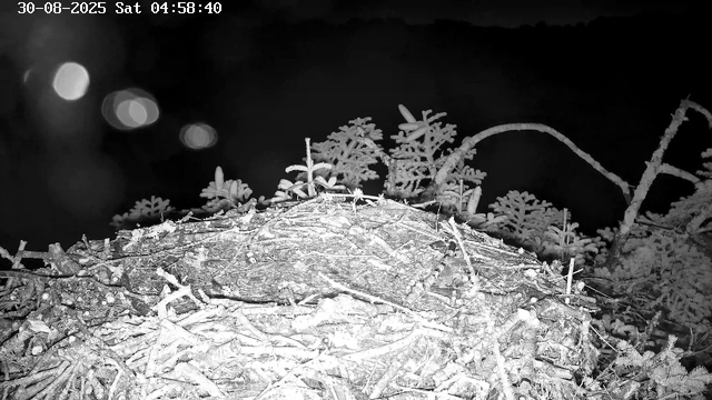 A black-and-white webcam image showing a bird's nest made of twigs and branches. In the background, snow-dusted plants and tree branches are visible against a dark night sky. The timestamp reads "30-08-2025 Sat 04:58:40" in the top left corner.