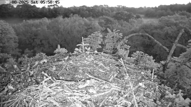 A black-and-white webcam image showing a bird's nest made of twigs and sticks, situated high in a tree with dense foliage in the background. The scene appears to be early morning, as indicated by the timestamp. The surrounding branches and leaves are frosted, suggesting cold weather.