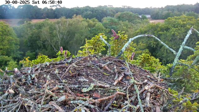 A bird's nest made of twigs and sticks is built on the top of a tree. The background features a lush, green forest with various trees and foliage extending into the distance under a clear sky. The image is timestamped "30-08-2025 Sat 06:58:40" in the top left corner.