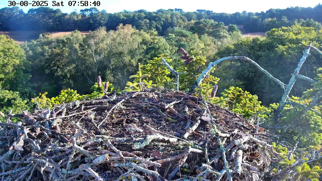 A bird's nest made of twigs and branches is situated atop a tree, with a scenic background of lush green trees and forested hills under a clear blue sky. The image includes a timestamp and date at the top, indicating it was taken on August 30, 2025, at 7:58 AM.