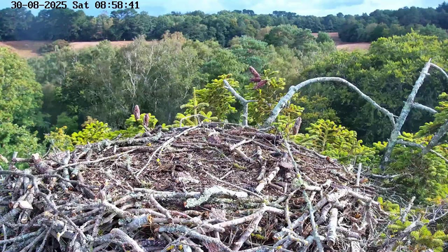 A large bird's nest made of twigs and branches is situated high in a tree, overlooking a lush green forest with dense foliage. Some new pine cones are visible on the branches around the nest. The background features a vibrant forest canopy beneath a clear blue sky. The image is timestamped at the top left corner as "30-08-2025 Sat 08:58:41."