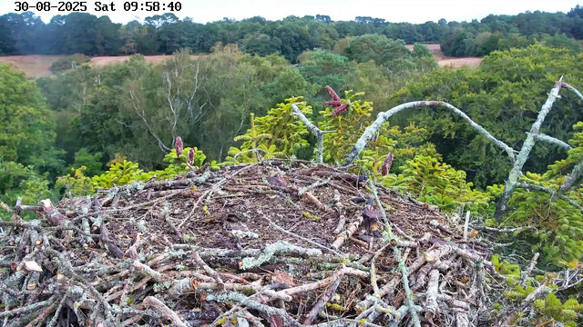 A bird's nest made of twigs and sticks is situated high in the branches of a tree. The background features a dense forest with various green trees and a distant hillside. The image is timestamped August 30, 2025, at 9:58 AM.