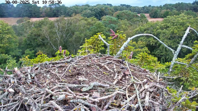 An eagle's nest made of intertwined twigs and branches is situated atop a tall tree in a lush green forest. The trees in the background are dense, with a mix of different shades of green. The sky is partly cloudy, with patches of blue visible. The timestamp at the top left corner indicates the date as August 30, 2025, and the time as 10:58:36.