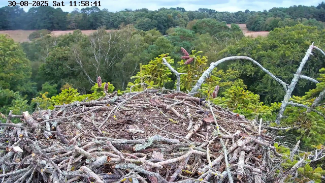 A bird's nest made of sticks and twigs is built on the top of a tree branch, with a view of a green forest and rolling hills in the background. The image is captured by a webcam, and the timestamp indicates it was taken on August 30, 2025, at 11:58:41 am. The scene is bright and cloudy.