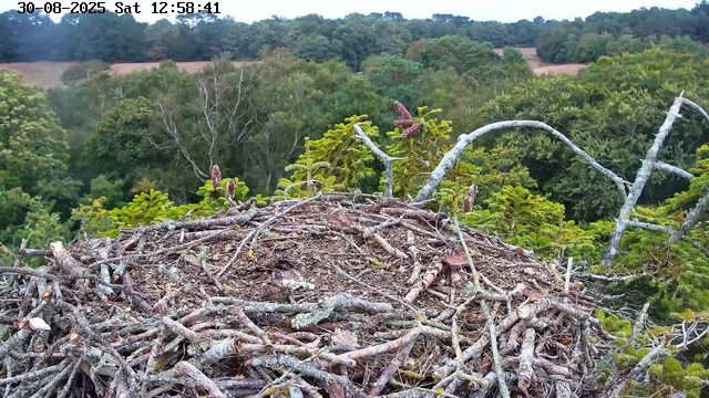 A bird's nest made of twigs and branches is situated high in a tree, surrounded by lush green foliage. The background features a dense forest with a variety of trees, some with bare branches, and rolling hills in the distance. The top left corner of the image shows a timestamp and date reading "30-08-2025 Sat 12:58:41."