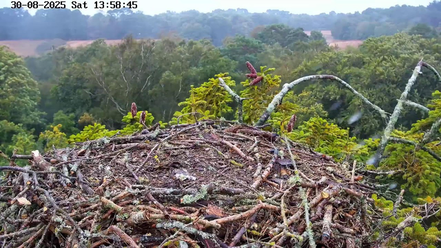 A close-up view of a bird's nest made of twigs and branches, situated high in a tree with lush green foliage. In the background, there is a dense forest with trees extending into the distance, and a partly cloudy sky. The image is timestamped "30-08-2025 Sat 13:58:45" in the top left corner.