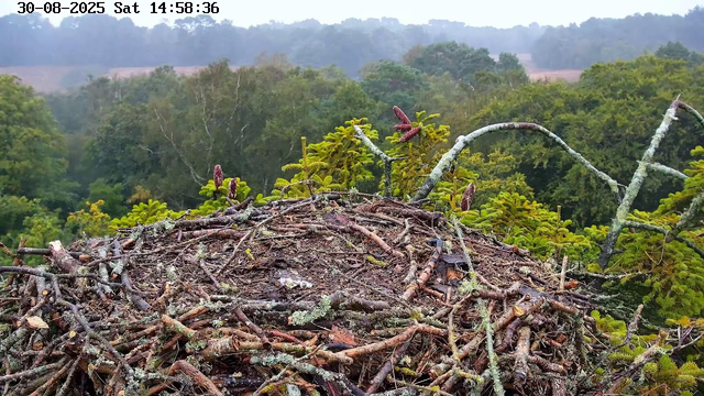 An overhead view of a bird's nest made of twigs and branches, situated among green trees. The background shows a dense forest with various shades of green, and a misty or foggy atmosphere. The timestamp on the image reads "30-08-2025 Sat 14:58:36".