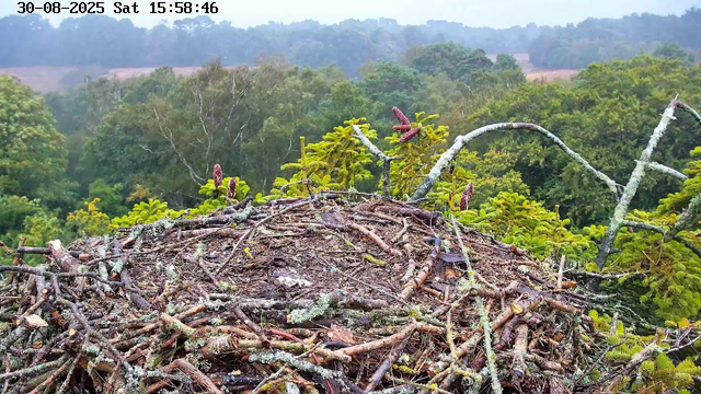 A bird's nest made of twigs and branches is positioned high in a tree against a background of lush green forest with numerous trees and rolling hills. The image shows the nest with some new pine cones and young branches beginning to grow around it. The timestamp at the top left indicates the date as August 30, 2025, and the time as 15:58:46.