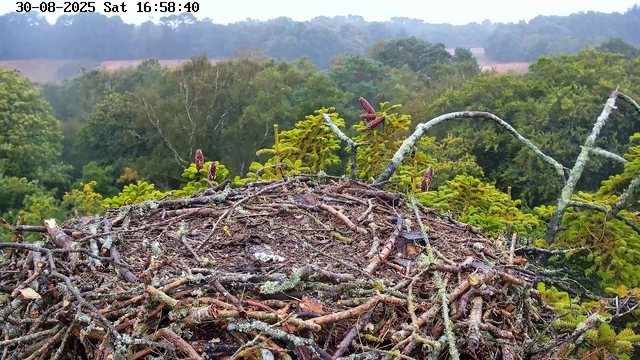 A bird's nest made of twigs and branches situated high in a tree, with lush green foliage and distant forested hills in the background. The image has a timestamp at the top left corner showing "30-08-2025 Sat 16:58:40."