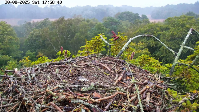 A view from a webcam showing a forested landscape with dense green trees in the background. In the foreground, there is a bird's nest made of twigs and moss, resting on a branch. The image is timestamped "30-08-2025 Sat 17:58:40" at the top.
