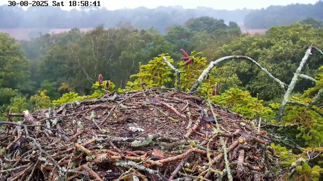 A bird's nest made of twigs and branches is perched on top of a tree, with various small green pine needles and new growth sprouting around it. In the background, there is a dense forest with a variety of leafy trees under a slightly overcast sky. The timestamp at the top left indicates the date as August 30, 2025, and the time as 18:58:41.