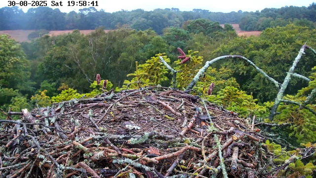 A close-up view of a bird's nest made of twigs and moss, situated on a tree branch, with a lush green forest in the background. The image includes a timestamp and date at the top, reading "30-08-2025 Sat 19:58:41".