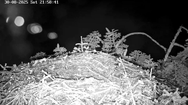 A close-up view of a bird's nest made of twigs and branches, covered in frost or snow, with frosted plant growth behind it. The image is in black and white, suggesting it was taken at night or in low light conditions. The top left corner shows a timestamp indicating the date and time.