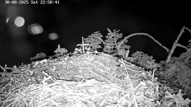 A close-up view of a bird's nest made of twigs and branches, situated among small plants or young trees, captured at night with a monochrome camera. The timestamp indicates it was taken on August 30, 2025, at 10:58 PM. The background is dark with a few blurred circular lights or bokeh effects visible in the distance.