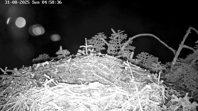 A black-and-white image showing a close-up of a bird's nest made of twigs and branches, with some small plants and branches around it. The scene appears to be taken at night, with a timestamp in the top left corner indicating it is early morning and the date is August 31, 2025.
