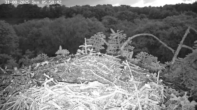 A large bird's nest made of sticks and twigs is built on a tree branch, with a dense forest of trees in the background. The image is in black and white, and the timestamp in the top left corner indicates the date as August 31, 2025, and the time as 5:58 AM on a Sunday.
