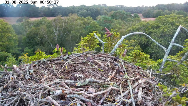 A close-up view of a bird's nest made of twigs and branches sits atop a tree. Small green pine needles and buds are visible on the branches. In the background, there is a dense forest of trees with varying shades of green and some distant rolling hills. The sky is light, indicating early morning. The timestamp at the top reads "31-08-2025 Sun 06:58:37."
