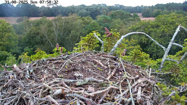 A bird's nest made of interwoven twigs and branches is situated high in a tree, with green foliage and other trees in the background. The nest is empty, and the scene is captured by a webcam on a sunny morning. The timestamp shows it is 7:58 on August 31, 2025.