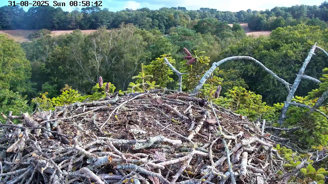 A bird's nest made of intertwined twigs and branches is situated on top of a tree, with green foliage and trees extending into the distance. The image is captured by a webcam, with a timestamp at the top indicating the date and time as August 31, 2025, Sunday, 8:58 AM. The background features a lush forest with a mix of deciduous and evergreen trees under a partly cloudy sky.