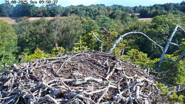 A bird's nest made of twigs and branches is situated high in the trees, with a lush green forest and rolling hills in the background under a clear sky. The image is timestamped "31-08-2025 Sun 09:58:37" in the top left corner.