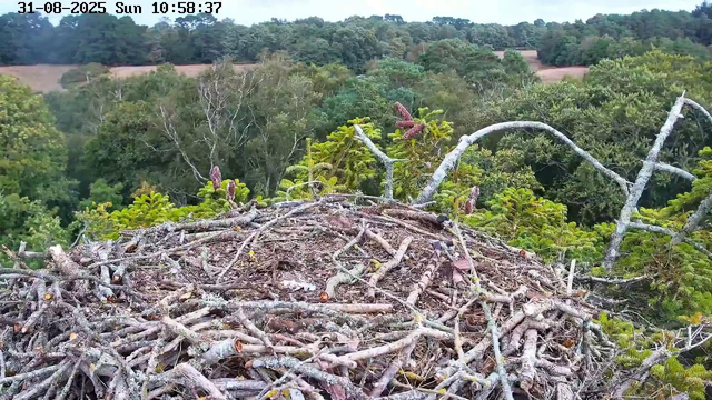 This image shows a bird's nest made of twigs and branches, located high in a tree. The background features a lush, green forest with various trees and a distant hillside. The sky is partly cloudy, and the time and date are displayed at the top left corner as August 31, 2025, at 10:58:37 AM.