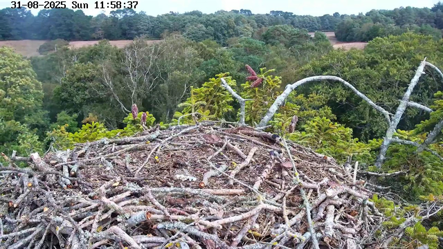 A bird's nest made of twigs and branches is situated high in a tree. The background features a dense forest with a variety of green trees, some with white bark, under a clear sky. The timestamp at the top indicates the date as August 31, 2025, and the time as 11:58:37.