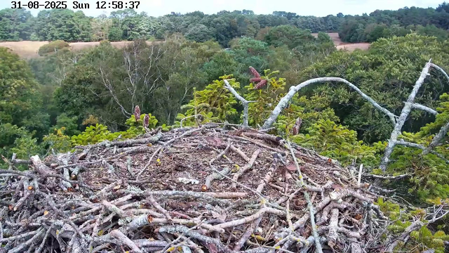A bird's nest made of intertwined twigs and branches is situated high in a tree amid a lush, green forest. Several small, reddish-brown baby birds with open beaks are visible, perched among the branches. The background shows a dense canopy of trees and rolling hills under a clear sky, with the timestamp "31-08-2025 Sun 12:58:37" at the top left corner.