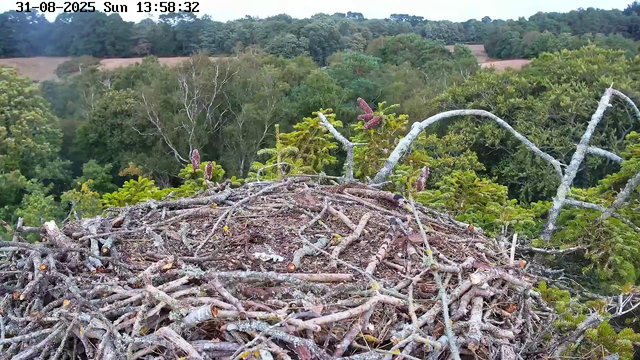 A bird's nest made of twigs and small branches sits atop a tree in a lush green forest. The background features dense foliage and treetops extending into the distance. The image is timestamped "31-08-2025 Sun 13:58:32" at the top left corner.
