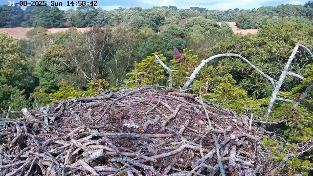 A bird's nest made of twigs and branches sits atop a tree, with a forest of dense green trees and rolling hills in the background. The scene is captured by a webcam on a sunny day, with the date and time displayed at the top.