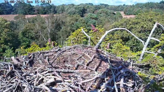 A large bird's nest made of twigs and branches is situated high in the trees. Several small birds are perched on the branches early in the scene, with some actively flying nearby. The background features a dense forest with a mix of green trees under a partly cloudy sky. The scene is brightly lit, indicating it is daytime. The timestamp at the top shows the date as August 31, 2025, and the time as 15:58:33.