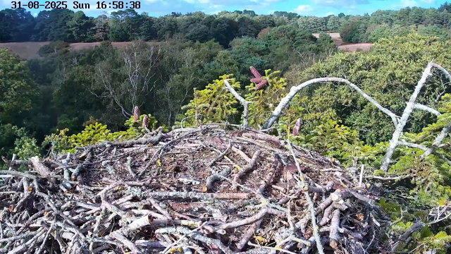 A view from a webcam showing a large bird's nest made of twigs and branches, situated high in a tree. In the background, there is a lush, green forest with various trees and a clear blue sky. The image is timestamped "31-08-2025 Sun 16:58:38".